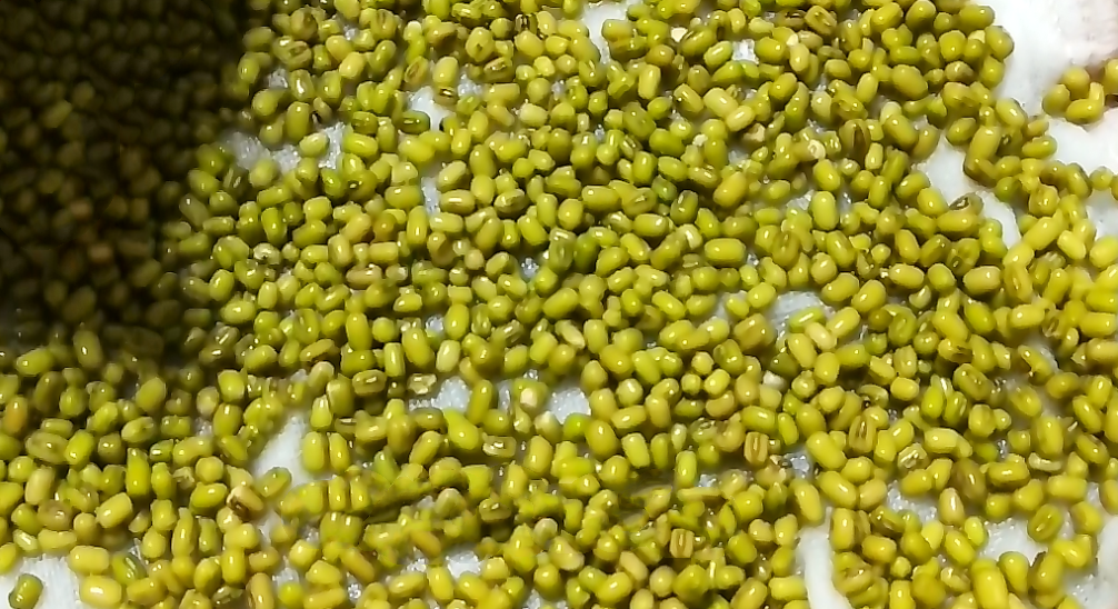 圖片[3]-發(fā)綠豆芽步驟圖 4天就能吃 又粗又壯好吃更安全-起舞食譜網