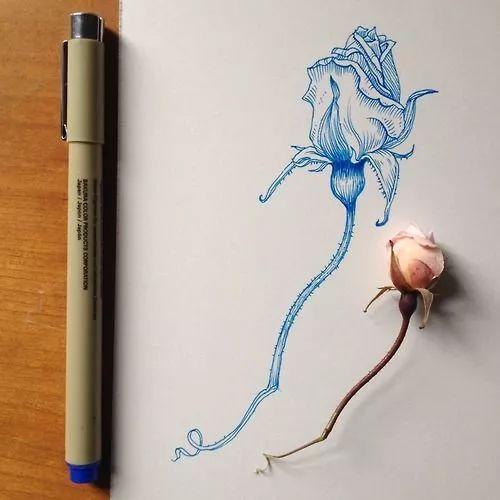 怎样用中性笔画玫瑰花好看，中性笔画花卉图片（一篇用针管笔画的植物花卉）