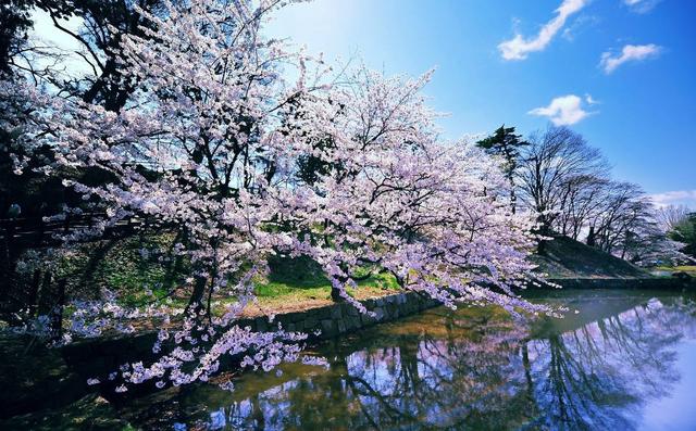 关于樱花的诗句，关于樱花的诗句有哪些（诗词鉴赏-岁岁樱花树树春）