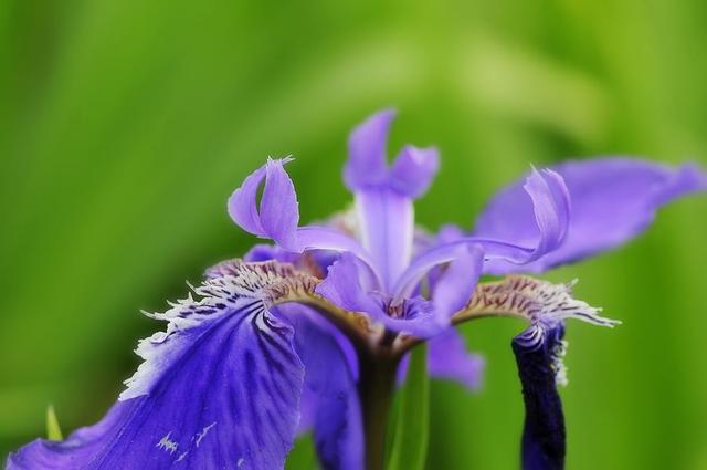 锁结手链的编法图解，手链锁扣编法图解（我情愿为你困锁一生）