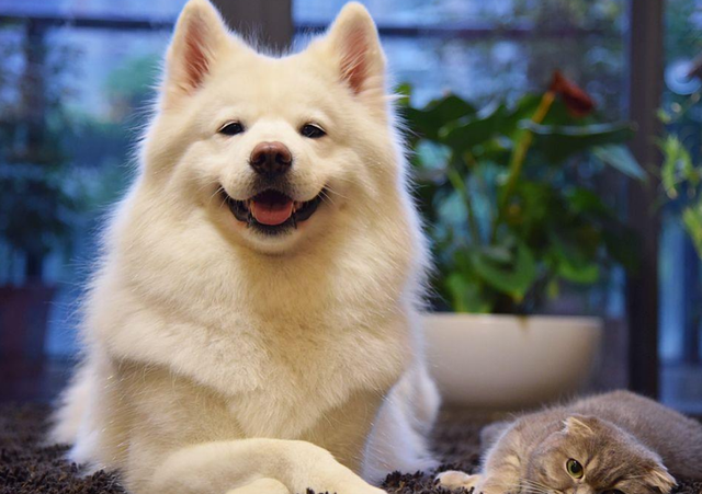 狗狗能喝纯牛奶吗，金毛可以喝纯牛奶吗（养狗一定要牢记“七不要”）