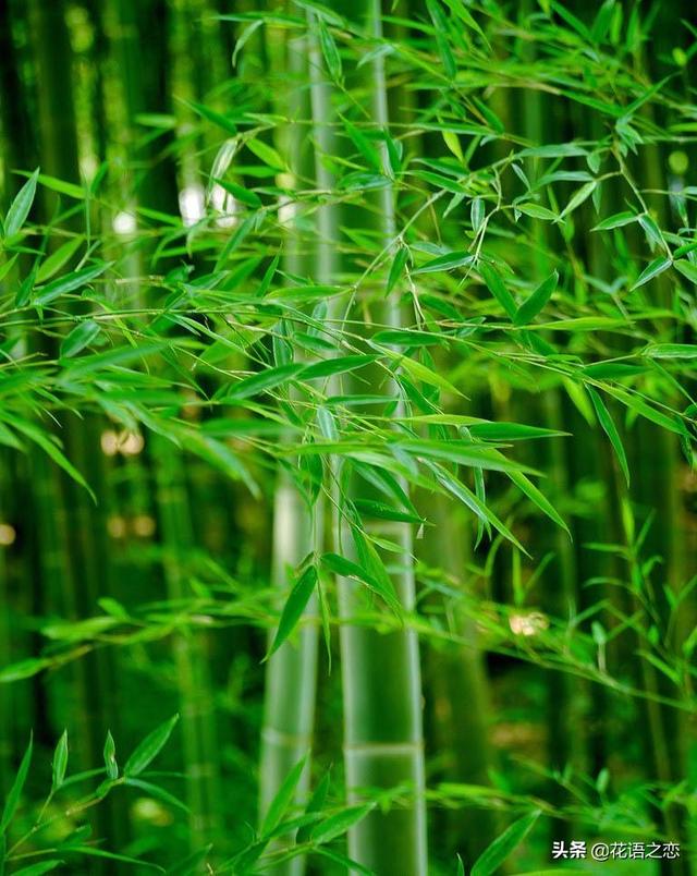 青松翠竹梅花菊花的象征意义,梅兰竹菊松莲的象征意