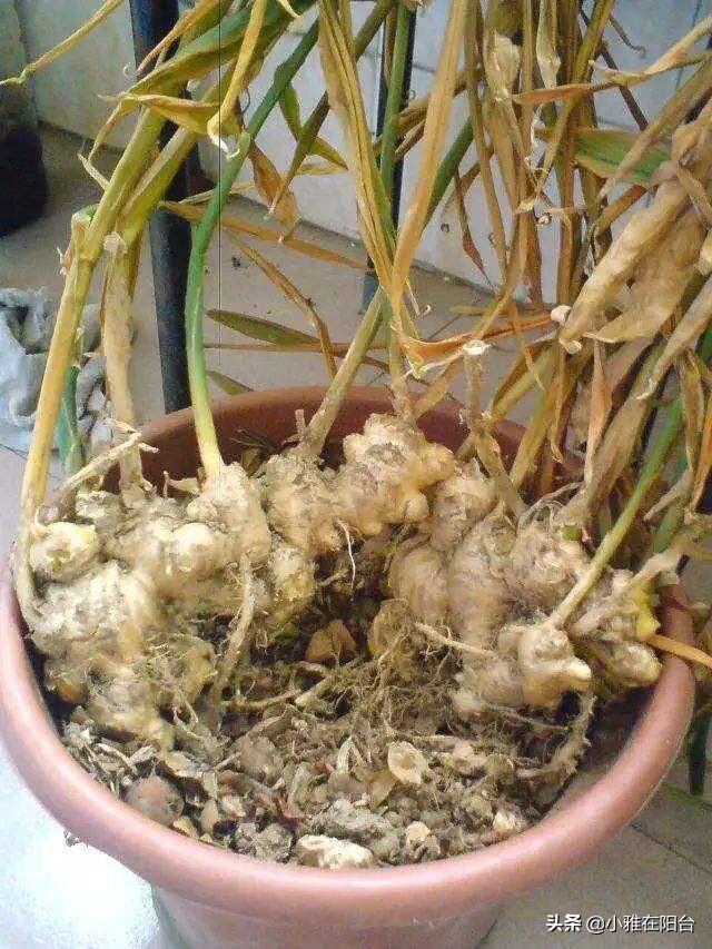 生姜的种植方法，生姜种植的方法和步骤（3个月长成漂亮“富贵竹”）