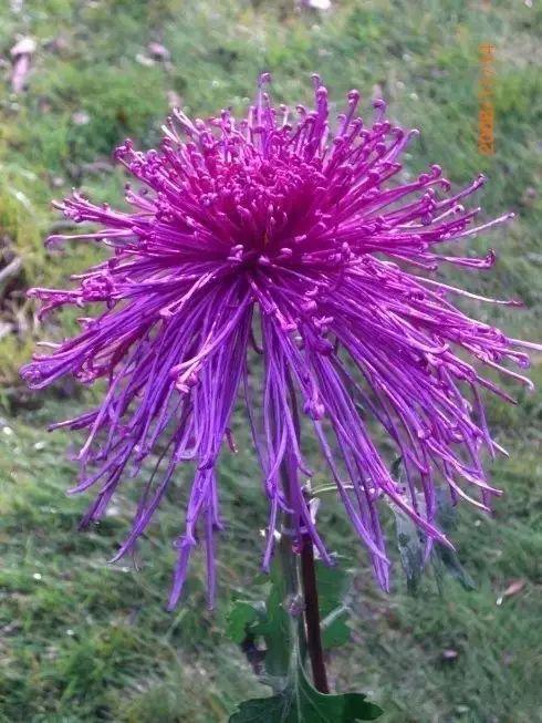 世界最美菊花80种太美了，金秋十月赏菊花——世界最美菊花80种送给您