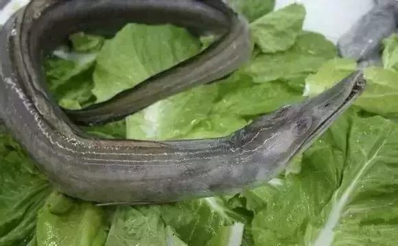 请问清炸小扒皮鱼的做法，炸小剥皮鱼的做法大全（今后再也不怕不认识海鲜了）