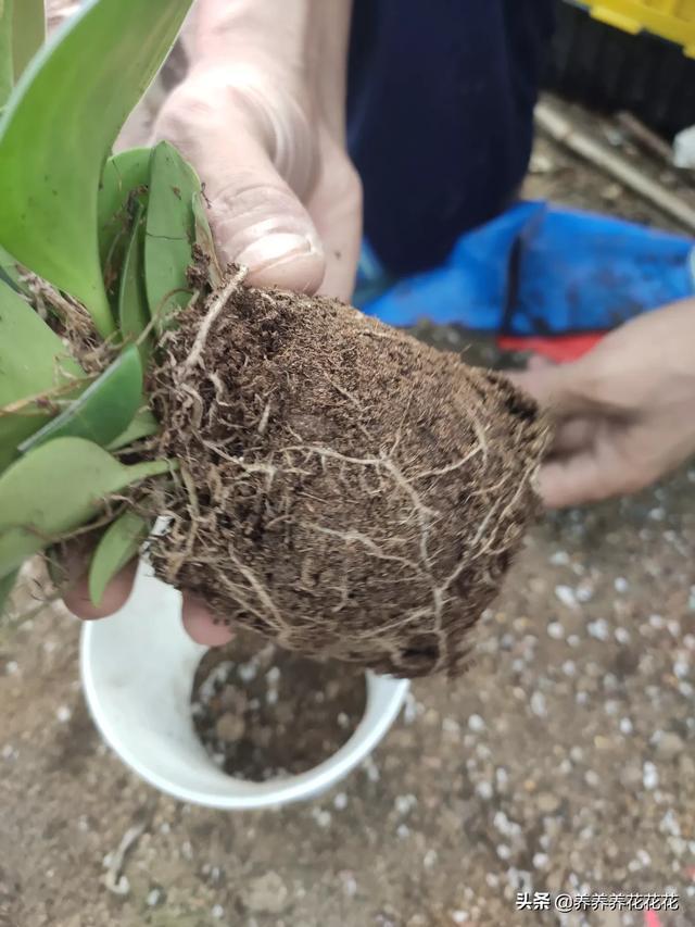 花盆土壤消毒用什么药，给盆栽土壤消毒用什么药好（别忘给土壤消消毒）