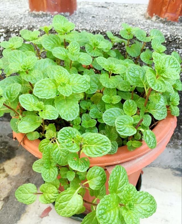 一抹香植物图片的功效与作用，一抹香的作用和用途（5种“香香花”摆在卫生间）