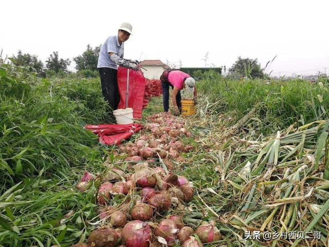 葱头的烹饪方法，葱头制作方法（是一种很好的调味蔬菜）