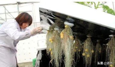 土豆发芽了把芽去掉还能吃吗，土豆把芽去掉能吃吗（土豆“发芽”不要扔）