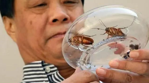 为什么蟑螂不能踩死，蟑螂为什么不能踩死（为什么“蟑螂不能踩死”）