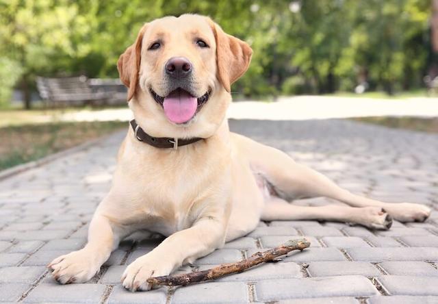 拉布拉多犬训练方法，拉布拉多犬的训练方法（但仍需要主人好好训练）