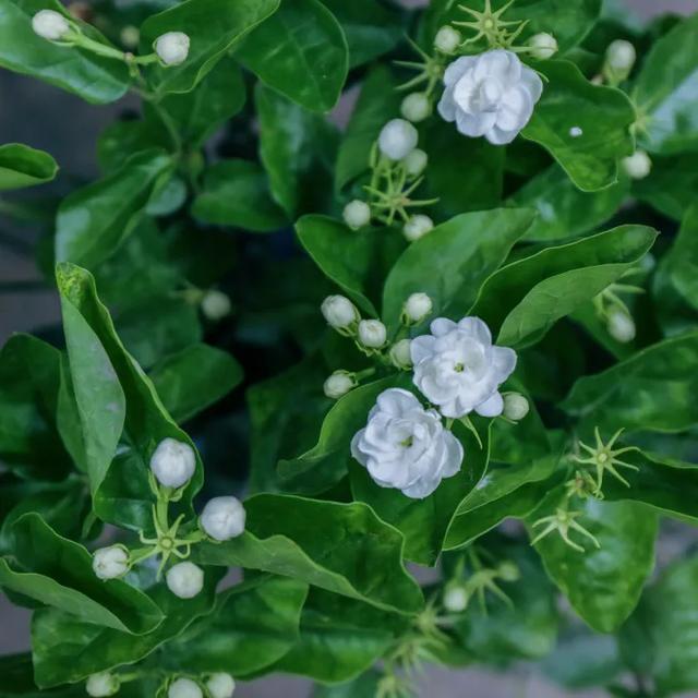 精油按摩7部位不同手法全面造美肌,精油按摩脸部的手法(学会极简精油护肤) 精油按摩7部位不同手法全面造美肌,精油按摩脸部的手法(学会极简精油护肤)