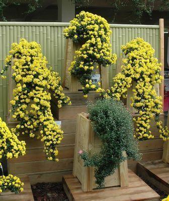 贡菊的功效与作用，黄山贡菊的功效与作用是什么（更有茶用价值<建议收藏>）