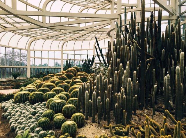 厦门万石植物园里有哪些植物，厦门万石植物园里有哪些植物花（种满多肉的植物园）