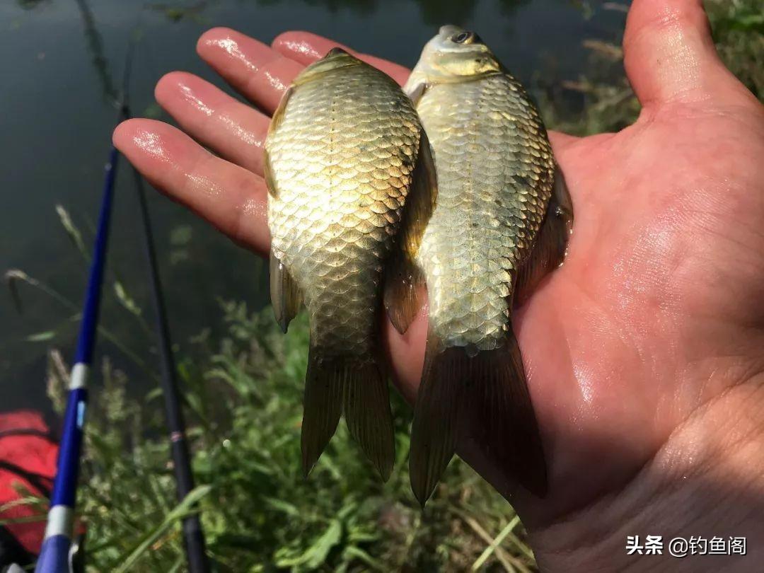 野钓调漂实战图解：一钩触底一钩悬空到底是否最优？高手经验全解析