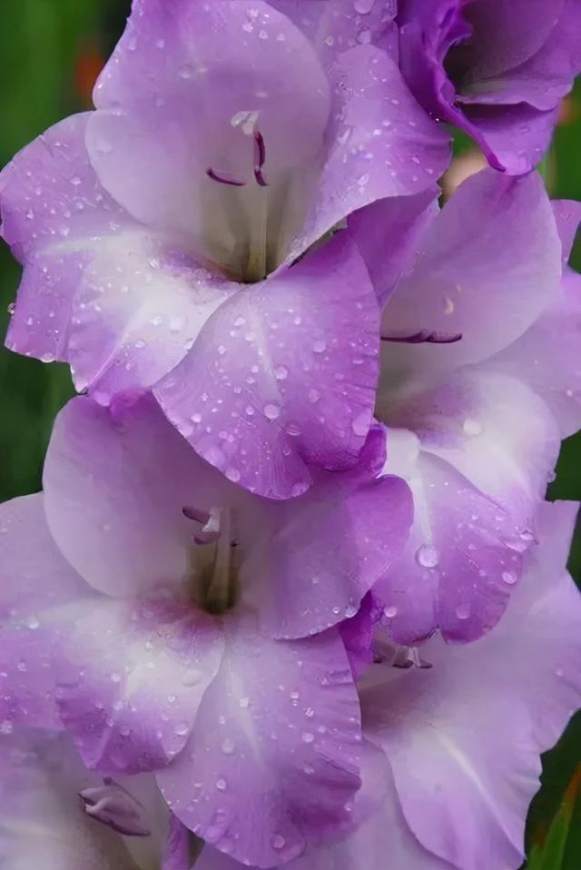 世界上有多少种花，世界上有多少种花?分别是什么（100幅美丽的花儿，赏心悦目）