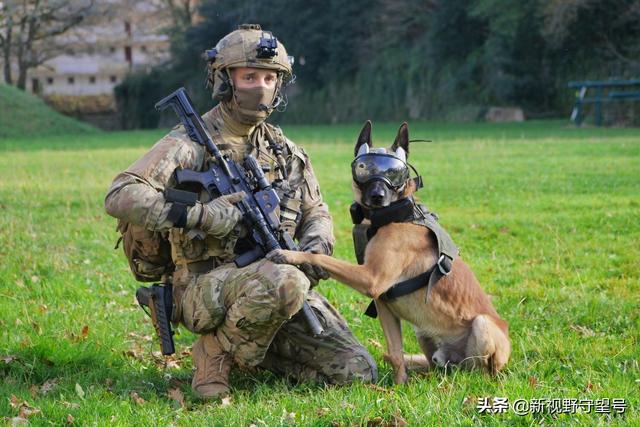 k9是什么意思字母圈,字母圈k9属性什么意思(帅气的军犬们)