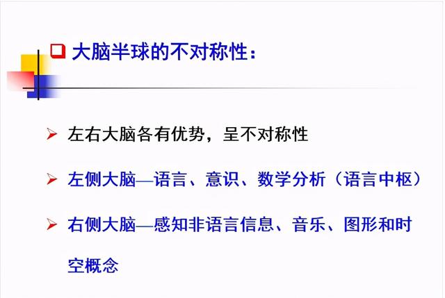 大脑杏仁体解剖图，高清大脑解剖图谱