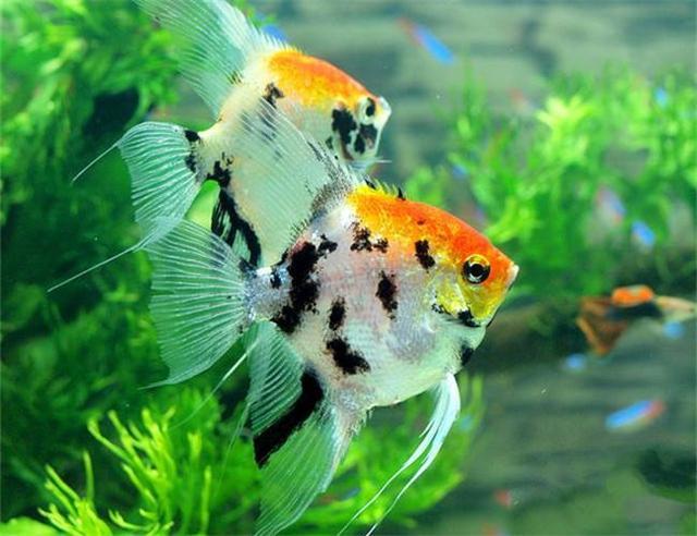 鱼乐宝正确使用方法，鱼乐宝怎么使用（鱼缸里什么试剂类东西不要添加）