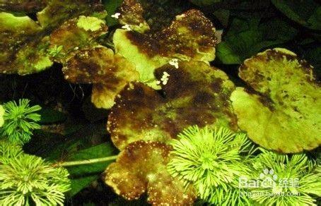 水族箱藻类有哪些，水族箱藻类有哪些图片（10分钟看懂10大水藻及去除方法）