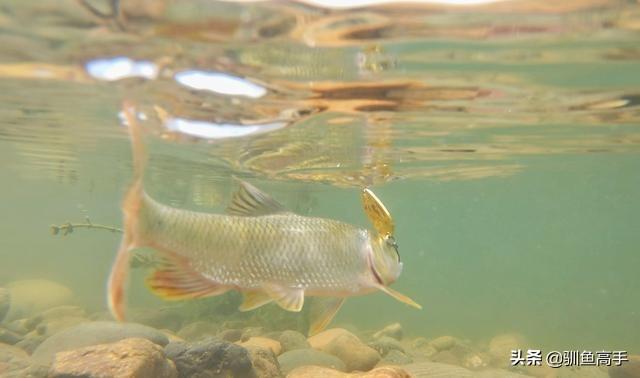 路亚马口用什么饵，马口鱼用什么路亚饵好（这些有意思的玩法）