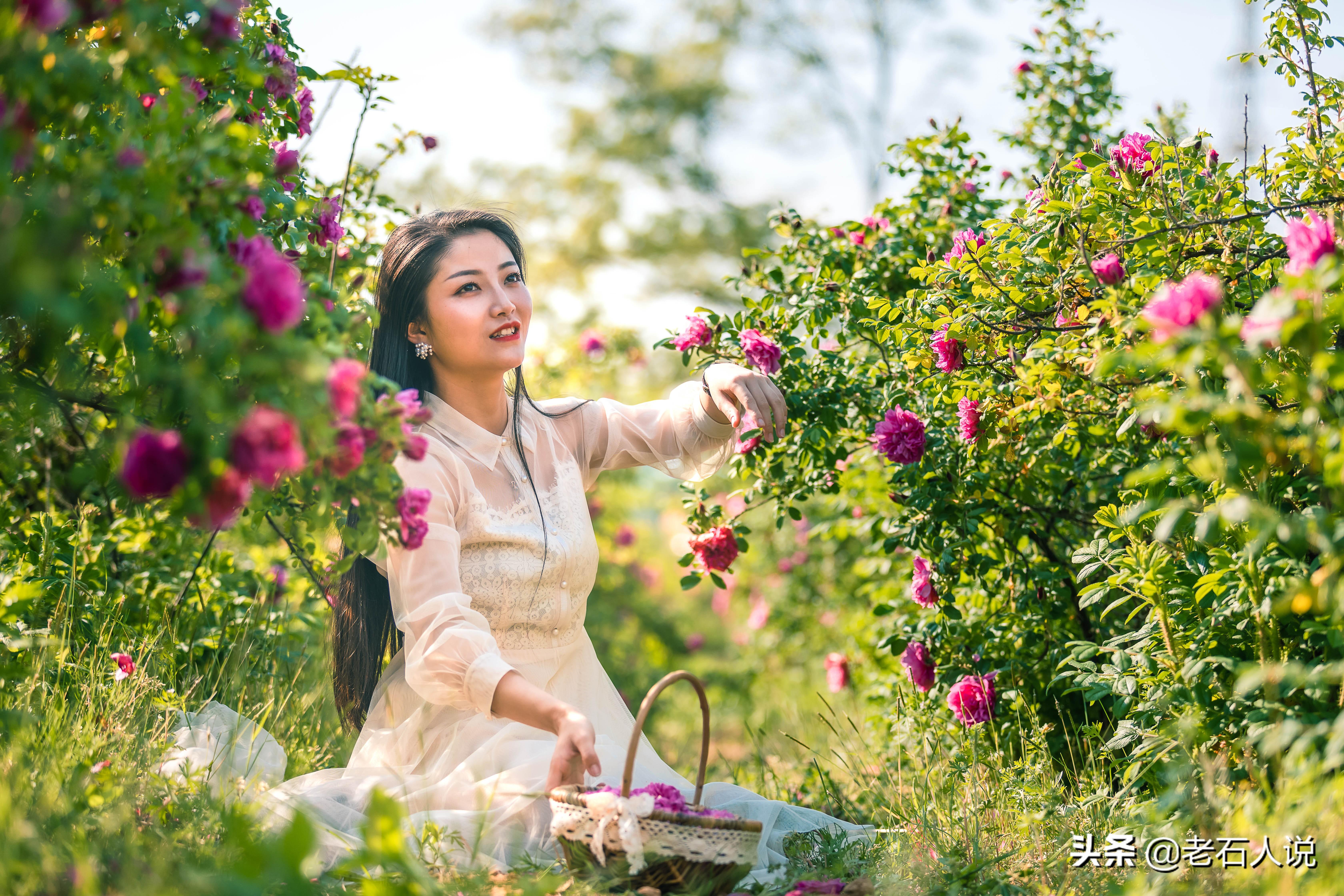 玫瑰花开的季节，玫瑰花在什么季节长出来（玫瑰花在什么季节长出来的）