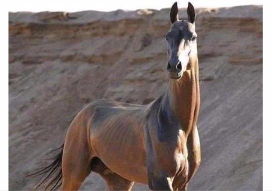 周立波暗讽徐峥，周立波大骂徐峥（曾打残岳父怼徐峥讽郭德纲）