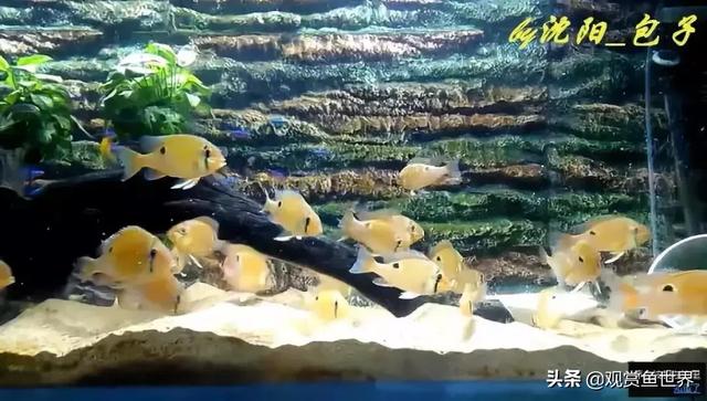 怎样分月光鱼的公母,热带鱼月光如何区分公母(浅谈黄腹月亮宝石及选购、饲养和繁殖心得经验) 怎样分月光鱼的公母,热带鱼月光如何区分公母(浅谈黄腹月亮宝石及选购、饲养和繁殖心得经验)