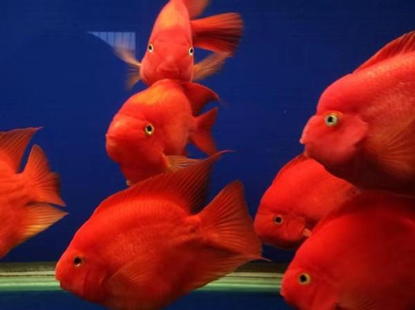 鹦鹉鱼吃什么，鹦鹉鱼一定会达到最好的发色