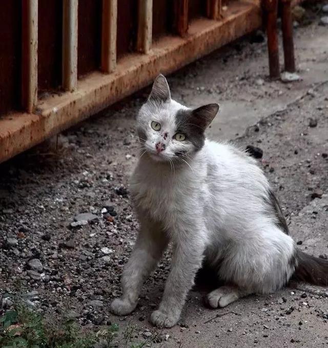 如何做一个定制猫窝，如何制作一个猫窝（看百度工程师研发的流浪猫智能猫窝）