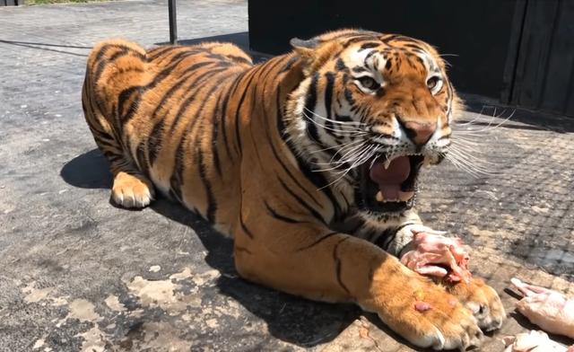 世界上最大的老虎，更大的老虎是谁（一巴掌能把狮子拍晕）