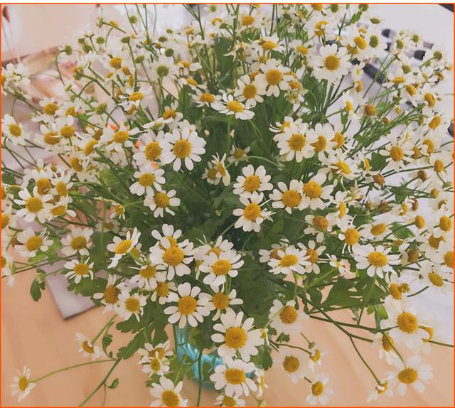 铃兰花的花语，从此买花送人不出错（铃兰花的花语与寓意）