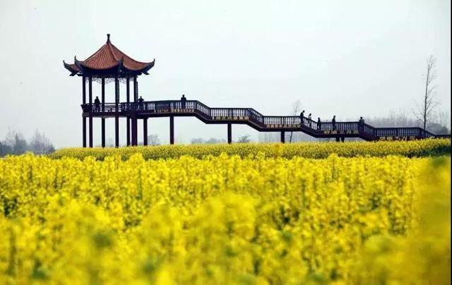 油菜花开的季节，适合家庭室内养的花与绿植（2019年全国油菜花开放时间表）