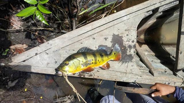 帝王三间和巴西亚鱼有什么区别，巴西亚鱼与皇冠三间鱼有什么区别（也许等不到中国钓鱼人就被消灭光了）