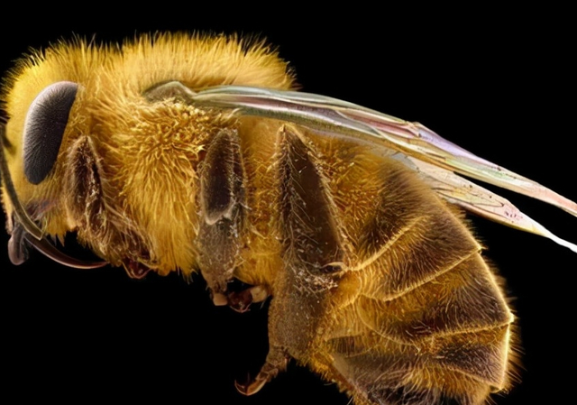 非洲有企鹅吗 ，非洲有企鹅吗蚂蚁（南非63只企鹅被蜜蜂蜇死）