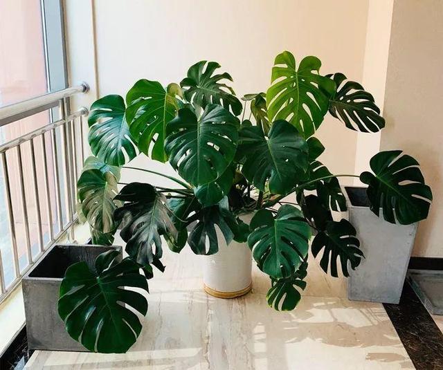 室内净化空气的植物，十大净化空气植物（5种盆栽都是宝）