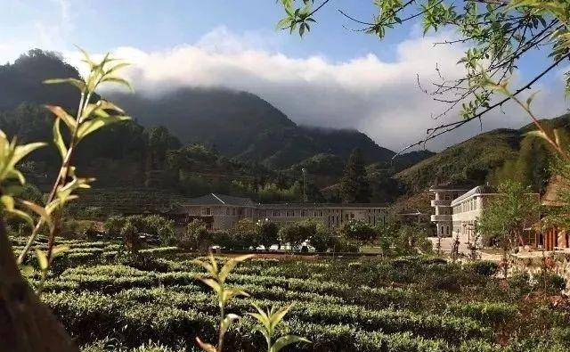 個雁南飛茶田景區由自然生態,標準茶田,果園,人文景觀,旅遊度假設施六