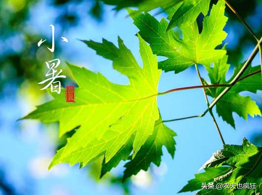 小暑大暑是什么意思，小暑大暑是什么意思阳历（小暑节气将至，小暑是什么意思）