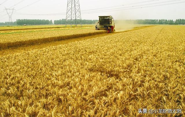 自己在家怎么养小龙虾，自己在家怎么养小龙虾苗（不买任何饲料投喂小龙虾）