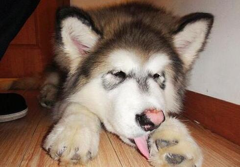 小狗不吃不喝光想趴着，小狗不吃不喝光想趴着鼻子干的（通常都会做这5件事）