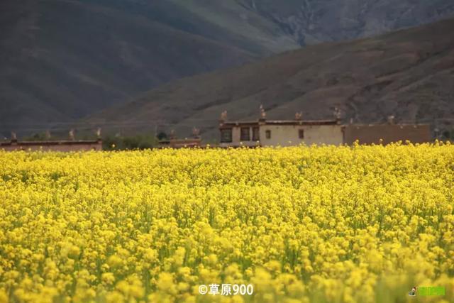 油菜花开的季节，适合家庭室内养的花与绿植（2019年全国油菜花开放时间表）