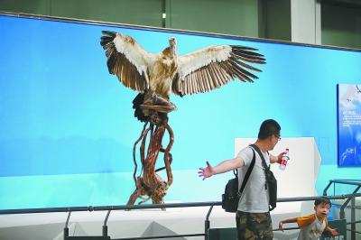 鼯猴会游泳吗，猴子到底会不会游泳（去自然博物馆探索飞行的奥秘）