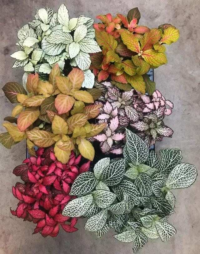 绿萝好养吗,绿萝怎样栽培(绿萝竟然排在倒数第1) 绿萝好养吗,绿萝怎样栽培(绿萝竟然排在倒数第1)