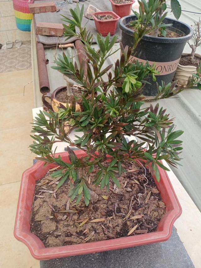 罗汉松是什么，细节不能忽视，注意这8点