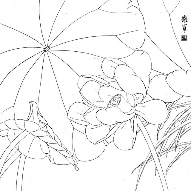 工笔荷花白描，高清工笔荷花白描 110幅
