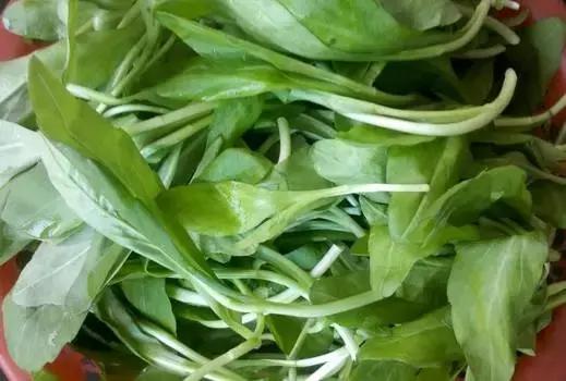 南京春季的野菜有哪些，南京野菜图片大全（春天南京人超爱吃的野菜当属“七头八脑”）