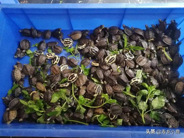 石金钱龟养殖前景，现在养石金钱龟前景好吗（龟市预测：未来三年内）