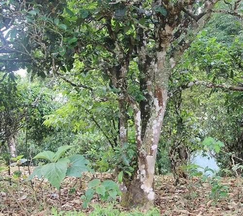 陆羽茶经茶之源原文，陆羽在茶经中论土壤与茶的关系