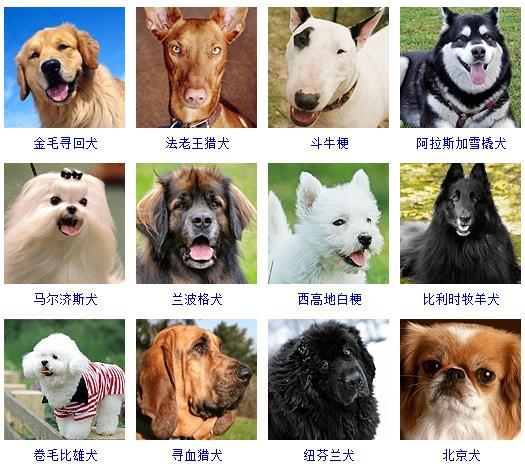 狗有多少品种(十大聪明犬排名)