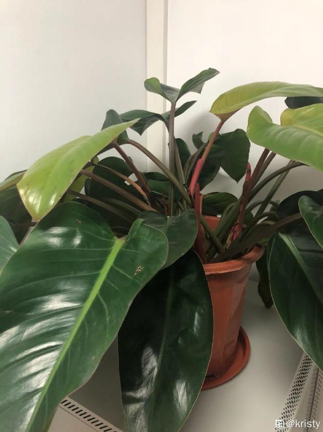 吸收甲醛的植物，哪种植物具有吸收甲醛的功能（净化空气最厉害）